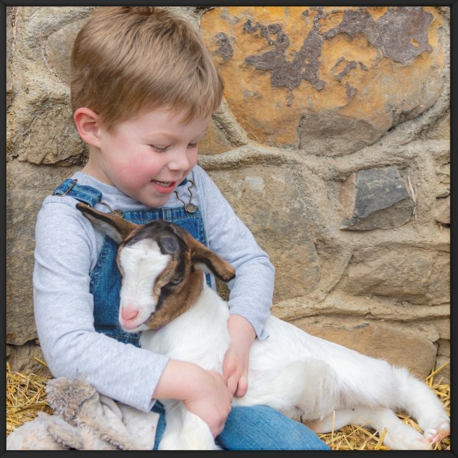 Young boy dressed in classic blue denim overalls and a gray shirt sits joyfully against a rustic stone wall, cradling a sleepy white-and-brown baby goat in his lap. His face glows with excitement and tenderness as he giggles at the gentle animal resting in his arms.