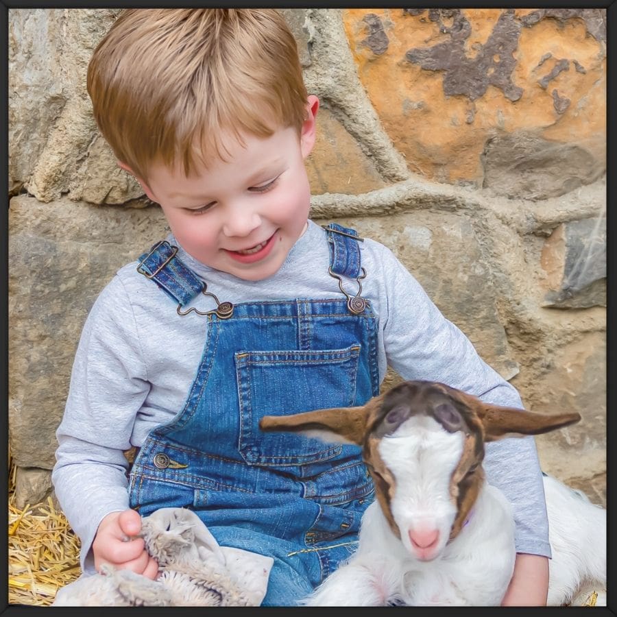 preschool boy cuddling a goat. The setting captures the innocence of childhood and the magic of hands-on experiences with animals at George Mills Farm. This moment of genuine connection between child and animal reflects the playful and peaceful spirit of the goat cuddle sessions – captured by Capture Joy Photography, Northern Virginia family photographer.