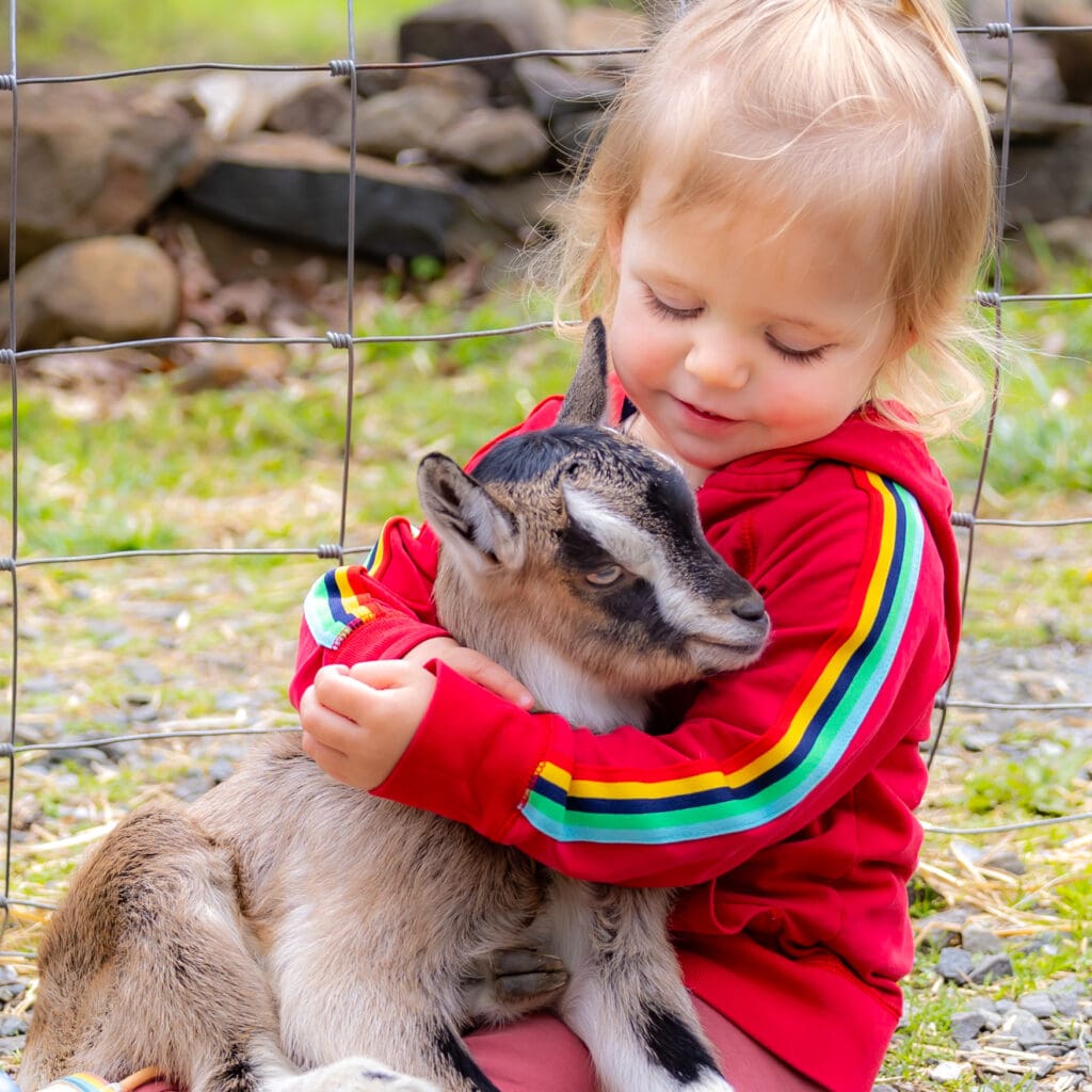 Sweet toddler girl in a rainbow-striped hoodie gently hugging a baby goat with her eyes closed in peaceful joy – captured by Capture Joy Photography, Northern Virginia family photographer.