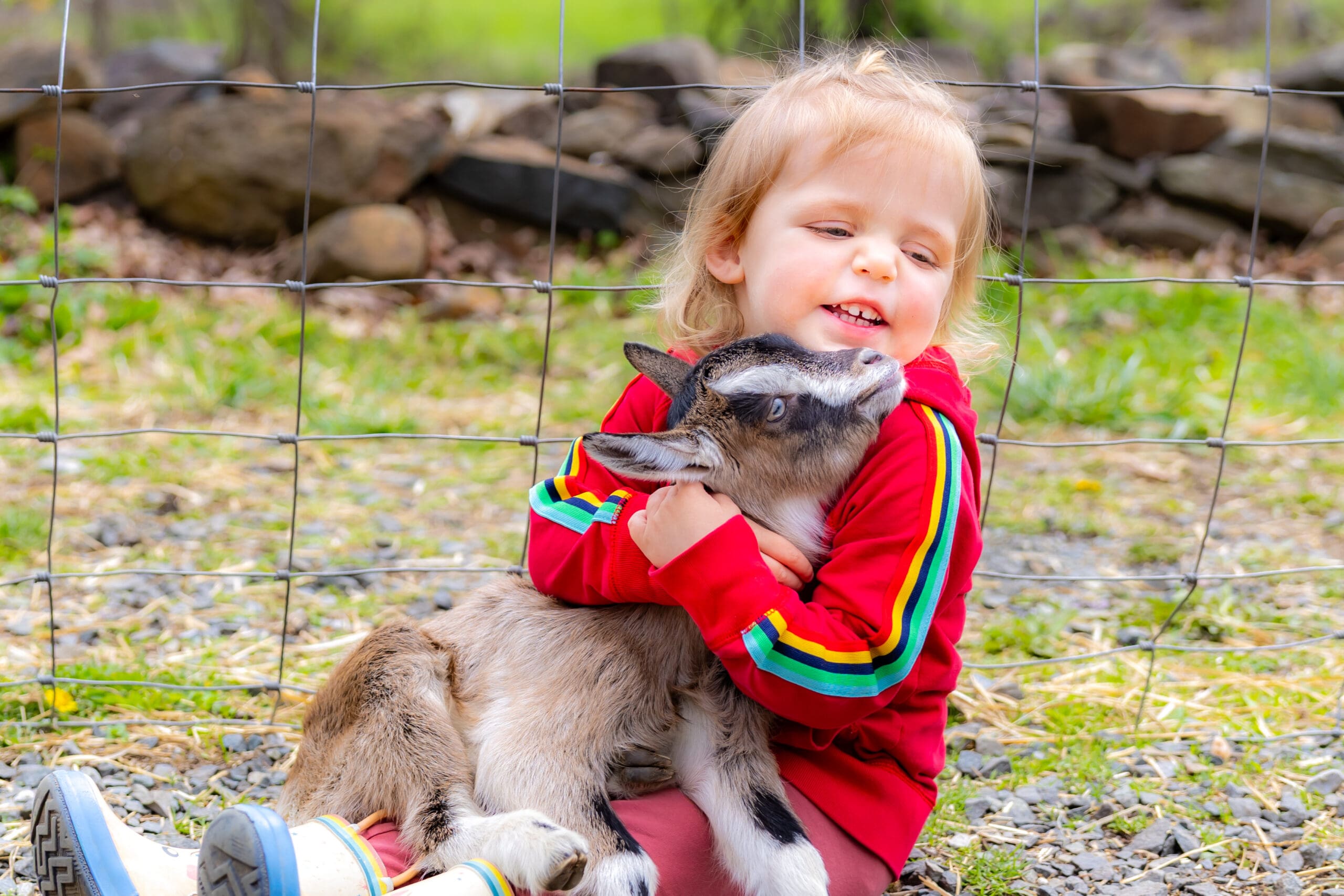 Toddler girl in a red hoodie with rainbow stripes beams joyfully as she hugs a baby goat during a springtime cuddle session at George Mills Farm – captured by Capture Joy Photography, Northern Virginia family photographer.