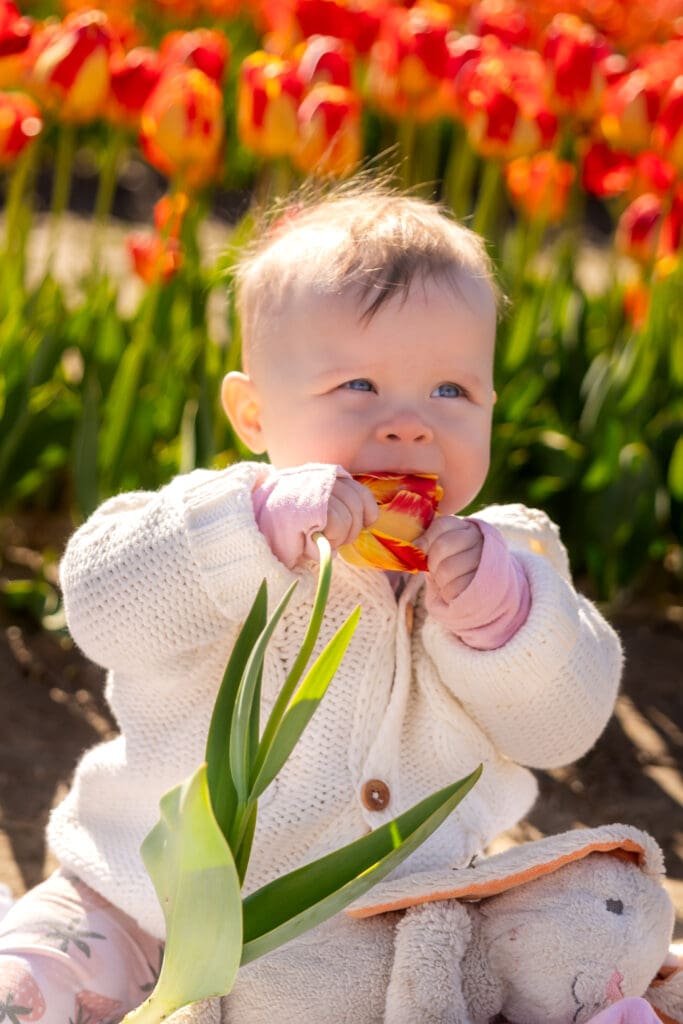 Baby girl biting the stem of a tulip with curiosity, sitting on a soft blanket in the middle of a tulip field – captured by Capture Joy Photography, Northern Virginia family photographer.